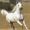 amgdhalak0