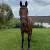 lara_h_0