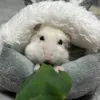 puipui628mocchi