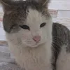 bocconcini8