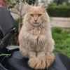 kemal.balc4