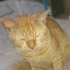 oyen.059