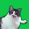 cattameme