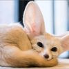 foximity.gaming