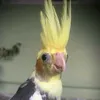 pietro_._._._._._._