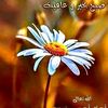 adeel.zaman70
