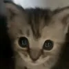 kzhdka1