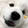 pyw_grace77
