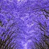 tiago10393
