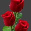 mst.laisa2