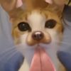 .kittysvals