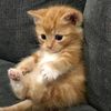 spacecatorange