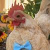 chickenman490