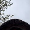 khloedominguez2