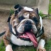 bulldogmamaforever