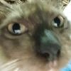 owl_v2
