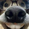 duceptraiarap