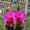 ngc.anh.orchids