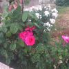 user77303195774941