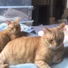 susunpluysv