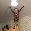 zegoatle