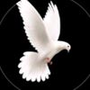 israel.yakob.mamo
