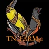 TNfarm31