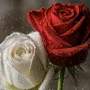Les_amoureux