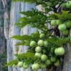 simplicity_268