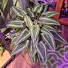 bigegoplants