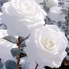 vanessa_rasol65