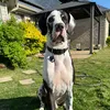 coopsdanes
