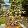 hoangdungbonsai63