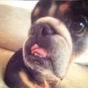 lilahlovesplatypuses