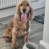 poppy the cockerspaniel