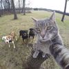 militiadog