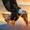 siraj.helaly