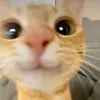 Sillycat