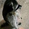 .mapache_54