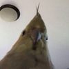 birdmother