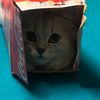 impurrring