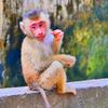 Baby Monkey TikTok