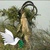 ali.hedar.burfat