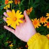 leonar_790