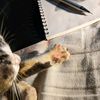 miaaww330