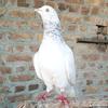 attockpigeon33