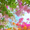 mdtarekhossain496