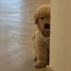 daya_22.7