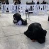 hanan.khafagy5