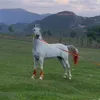 golli552